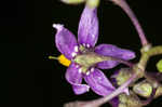 Climbing nightshade